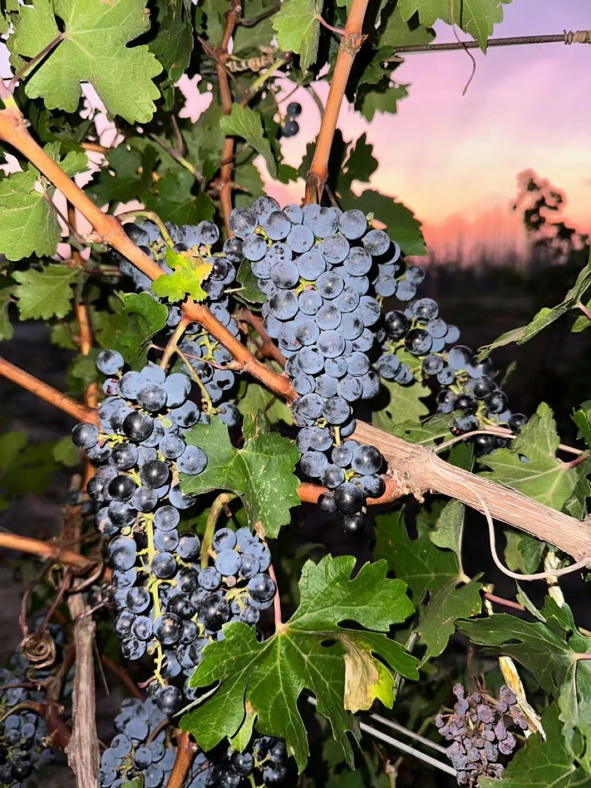 Only the finest of Ningxia is bottled as Harmene